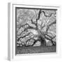 The Tree Square-BW 2-Moises Levy-Framed Premium Photographic Print