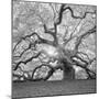 The Tree Square-BW 2-Moises Levy-Mounted Premium Photographic Print