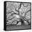 The Tree Square-BW 2-Moises Levy-Framed Stretched Canvas