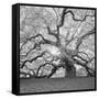 The Tree Square-BW 2-Moises Levy-Framed Stretched Canvas