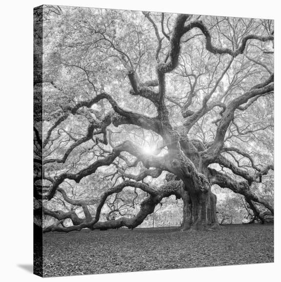 The Tree Square-BW 2-Moises Levy-Stretched Canvas