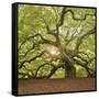 The Tree Square-Edit OL-Moises Levy-Framed Stretched Canvas