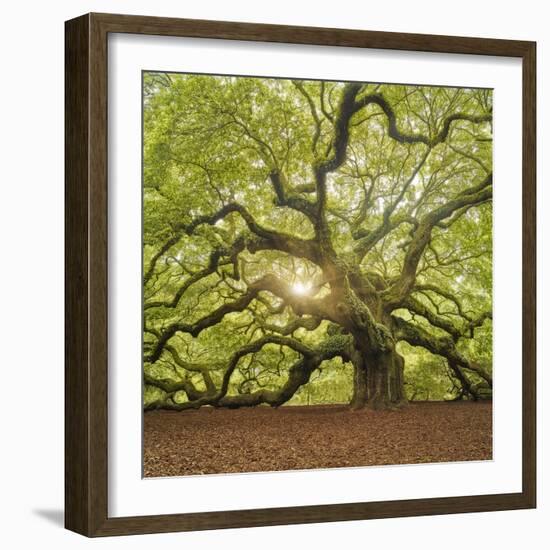 The Tree Square-Edit OL-Moises Levy-Framed Photographic Print