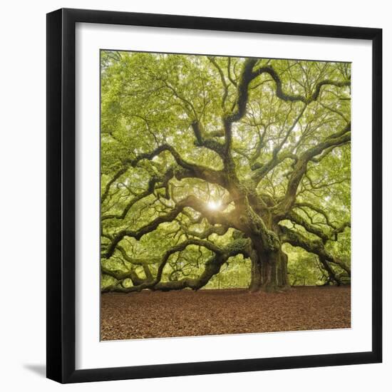 The Tree Square-Edit OL-Moises Levy-Framed Photographic Print