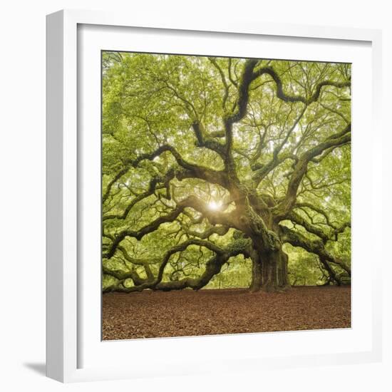 The Tree Square-Edit OL-Moises Levy-Framed Photographic Print