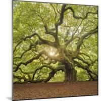 The Tree Square-Edit OL-Moises Levy-Mounted Photographic Print