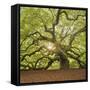 The Tree Square-Edit OL-Moises Levy-Framed Stretched Canvas
