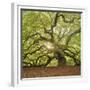 The Tree Square-Edit OL-Moises Levy-Framed Photographic Print