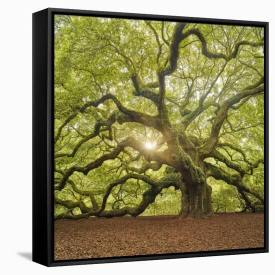 The Tree Square-Edit OL-Moises Levy-Framed Stretched Canvas