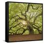 The Tree Square-Edit OL-Moises Levy-Framed Stretched Canvas