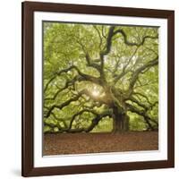 The Tree Square-Edit OL-Moises Levy-Framed Photographic Print