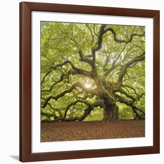 The Tree Square-Edit OL-Moises Levy-Framed Photographic Print