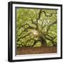 The Tree Square-Edit OL-Moises Levy-Framed Premium Photographic Print