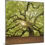 The Tree Square-Edit OL-Moises Levy-Mounted Premium Photographic Print