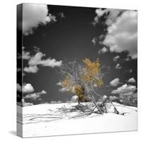 The Tree That Would Not Die-Philippe Sainte-Laudy-Stretched Canvas