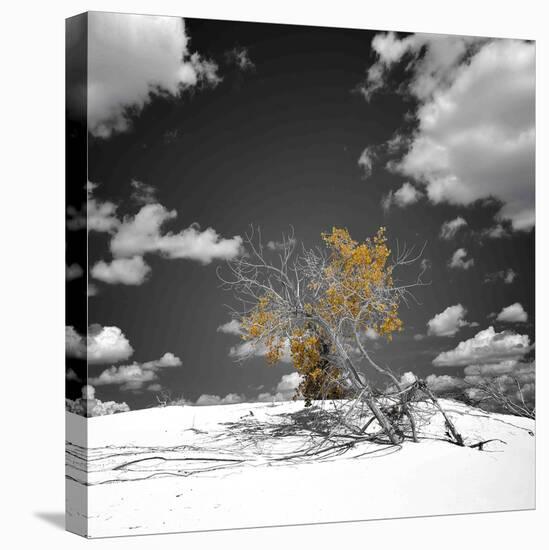 The Tree That Would Not Die-Philippe Sainte-Laudy-Stretched Canvas