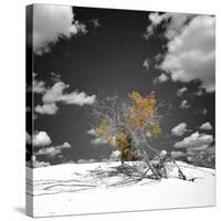 The Tree That Would Not Die-Philippe Sainte-Laudy-Stretched Canvas