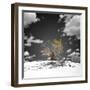 The Tree That Would Not Die-Philippe Sainte-Laudy-Framed Photographic Print