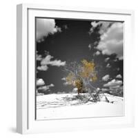 The Tree That Would Not Die-Philippe Sainte-Laudy-Framed Photographic Print