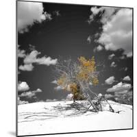 The Tree That Would Not Die-Philippe Sainte-Laudy-Mounted Photographic Print