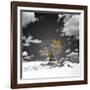 The Tree That Would Not Die-Philippe Sainte-Laudy-Framed Photographic Print