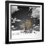 The Tree That Would Not Die-Philippe Sainte-Laudy-Framed Photographic Print