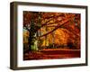 The Tree-Philippe Sainte-Laudy-Framed Premium Photographic Print