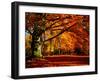 The Tree-Philippe Sainte-Laudy-Framed Premium Photographic Print