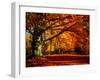 The Tree-Philippe Sainte-Laudy-Framed Premium Photographic Print