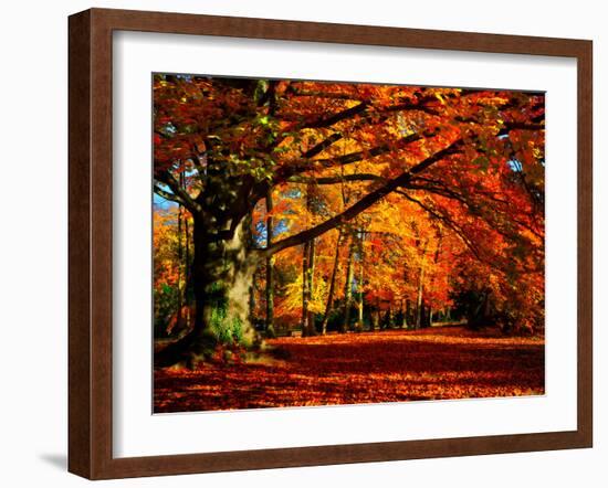 The Tree-Philippe Sainte-Laudy-Framed Photographic Print