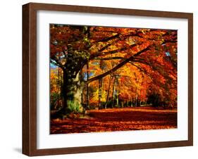 The Tree-Philippe Sainte-Laudy-Framed Photographic Print