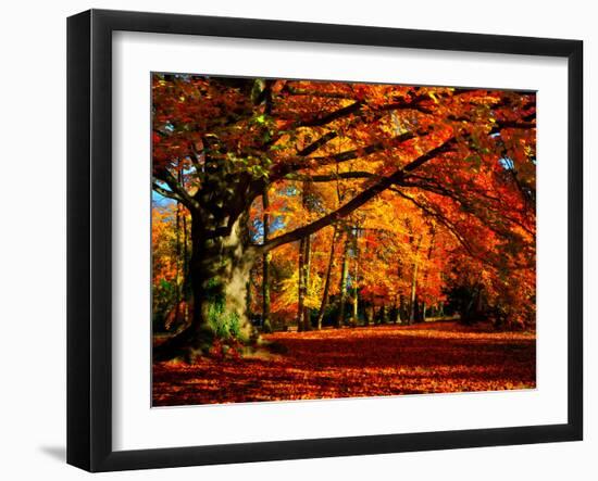 The Tree-Philippe Sainte-Laudy-Framed Photographic Print