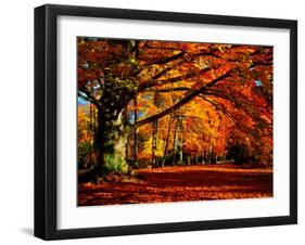 The Tree-Philippe Sainte-Laudy-Framed Photographic Print