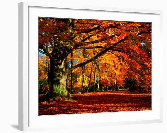 The Tree-Philippe Sainte-Laudy-Framed Photographic Print