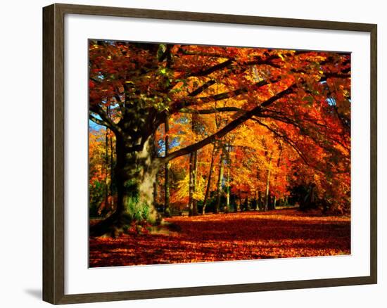 The Tree-Philippe Sainte-Laudy-Framed Photographic Print