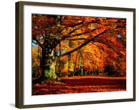 The Tree-Philippe Sainte-Laudy-Framed Photographic Print