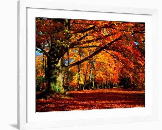 The Tree-Philippe Sainte-Laudy-Framed Photographic Print