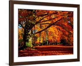 The Tree-Philippe Sainte-Laudy-Framed Photographic Print