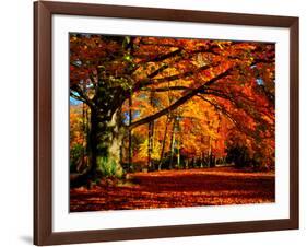 The Tree-Philippe Sainte-Laudy-Framed Photographic Print