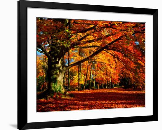 The Tree-Philippe Sainte-Laudy-Framed Photographic Print