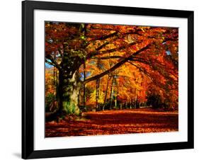 The Tree-Philippe Sainte-Laudy-Framed Photographic Print