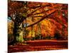 The Tree-Philippe Sainte-Laudy-Mounted Photographic Print