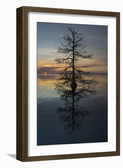 The Tree-Moises Levy-Framed Photographic Print