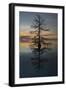 The Tree-Moises Levy-Framed Photographic Print