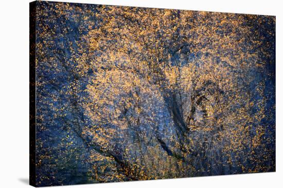 The Trees Have Eyes-Ursula Abresch-Stretched Canvas