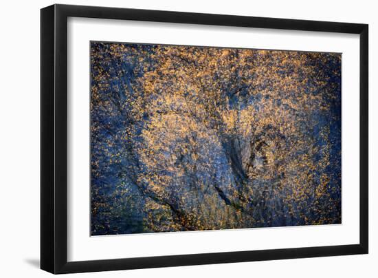 The Trees Have Eyes-Ursula Abresch-Framed Photographic Print