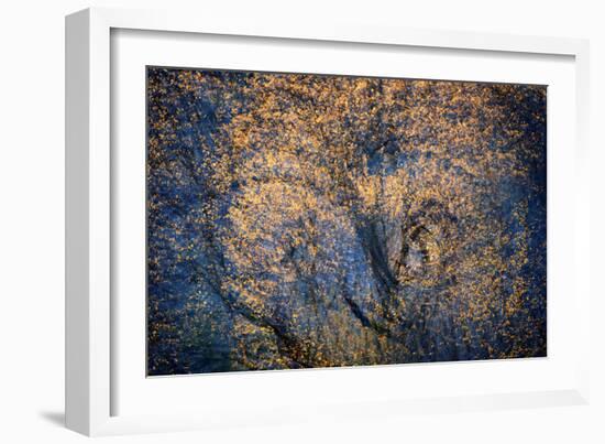 The Trees Have Eyes-Ursula Abresch-Framed Photographic Print