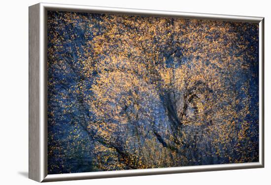 The Trees Have Eyes-Ursula Abresch-Framed Photographic Print