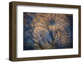 The Trees Have Eyes-Ursula Abresch-Framed Photographic Print