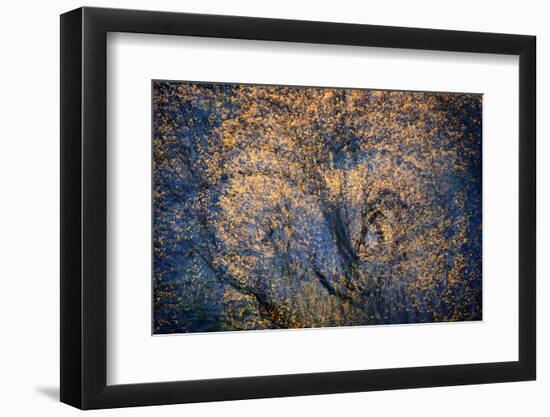 The Trees Have Eyes-Ursula Abresch-Framed Photographic Print
